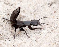 Billedresultat for rovbille