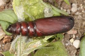 Attēlu rezultāti vaicājumam “Lygephila viciae”