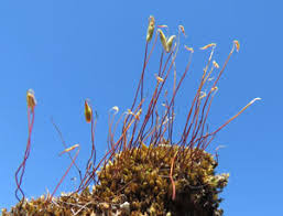 Attēlu rezultāti vaicājumam “Bryum funkii macro”