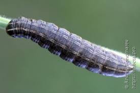 Attēlu rezultāti vaicājumam “Tholera decimalis”