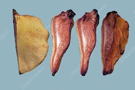 Attēlu rezultāti vaicājumam “Fistulina hepatica”