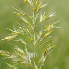 Attēlu rezultāti vaicājumam “Bromopsis inermis leaf”