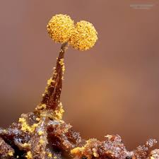 Attēlu rezultāti vaicājumam “Cribraria aurantiaca”