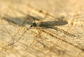 Attēlu rezultāti vaicājumam “Trichia flavicoma stalked”