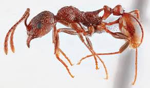 Attēlu rezultāti vaicājumam “Anthrenus sp. imago”