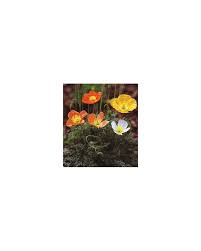 Image result for Alpenmohn