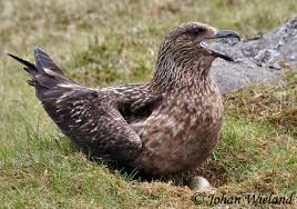 Image result for Stercorarius skua