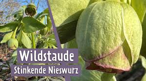 Image result for Nieswurz
