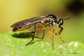 Attēlu rezultāti vaicājumam “Empididae”