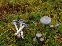 Attēlu rezultāti vaicājumam “Cantharellula umbonata”