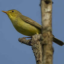 Attēlu rezultāti vaicājumam “Hippolais icterina adult”