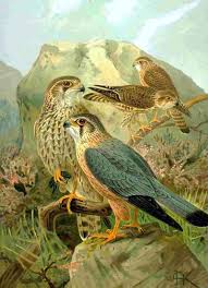 Image result for Falco columbarius