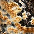 Attēlu rezultāti vaicājumam “Leucogyrophana sororia”