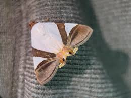 Attēlu rezultāti vaicājumam “Diacrisia sannio male”