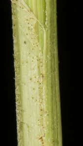 Attēlu rezultāti vaicājumam “Carex diandra leaf”