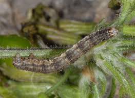 Attēlu rezultāti vaicājumam “Eupithecia subumbrata larva”