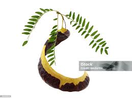 Attēlu rezultāti vaicājumam “Gleditsia triacanthos fruit”