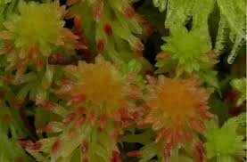 Attēlu rezultāti vaicājumam “Sphagnum quinquefarium”