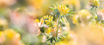 Attēlu rezultāti vaicājumam “Anthyllis arenaria”