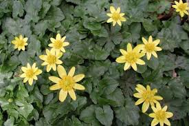 Attēlu rezultāti vaicājumam “Ficaria verna flower”