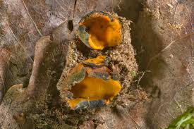 Attēlu rezultāti vaicājumam “Caloscypha fulgens”