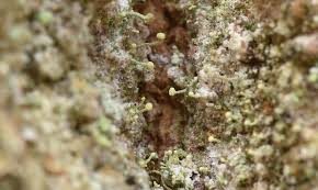 Attēlu rezultāti vaicājumam “Chaenotheca chlorella”