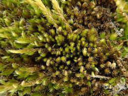 Attēlu rezultāti vaicājumam “Hypnum cupressiforme var. lacunosum”