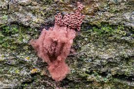 Attēlu rezultāti vaicājumam “Arcyria denudata macro”