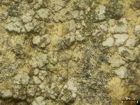 Attēlu rezultāti vaicājumam “Trapelia coarctata”