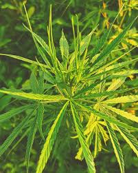 Attēlu rezultāti vaicājumam “Cannabaceae”