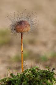 Attēlu rezultāti vaicājumam “Spinellus fusiger”