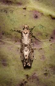 Attēlu rezultāti vaicājumam “Morophaga choragella”