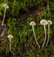 Attēlu rezultāti vaicājumam “Mycena amicta”