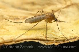 Attēlu rezultāti vaicājumam “Culex pipiens”