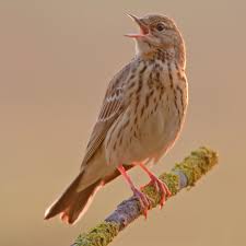 Attēlu rezultāti vaicājumam “Anthus trivialis adult”