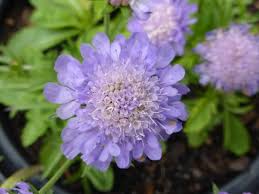 Image result for Scabiosa col.`Butterfly Blue`