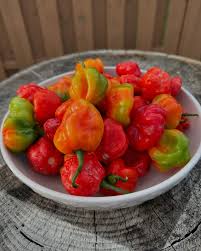 Afbeeldingsresultaat voor aji dulce sweet pepper