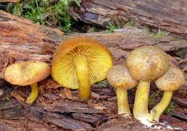 Attēlu rezultāti vaicājumam “Tricholomopsis decora”