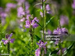 Attēlu rezultāti vaicājumam “Dracocephalum ruyschiana fruit”