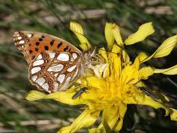 Attēlu rezultāti vaicājumam “Issoria lathonia underside”