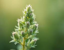 Attēlu rezultāti vaicājumam “Artemisia vulgaris bud”