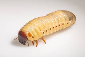 Attēlu rezultāti vaicājumam “Oryctes nasicornis larva”