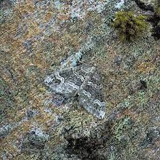 Attēlu rezultāti vaicājumam “Perizoma bifaciata”