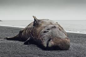 Image result for Hyperoodon ampullatus