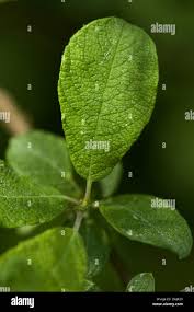 Attēlu rezultāti vaicājumam “Salix aurita leaf”