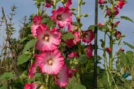Image result for Alcea (althaea) rosea