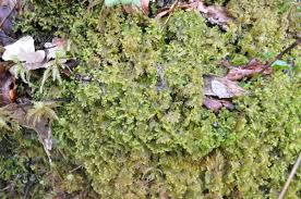 Attēlu rezultāti vaicājumam “Tritomaria exsectiformis cells”