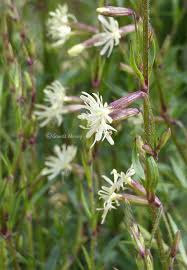Attēlu rezultāti vaicājumam “Silene tatarica flower”