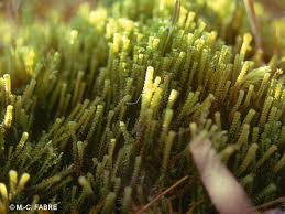 Attēlu rezultāti vaicājumam “Paludella squarrosa”