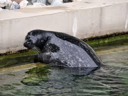 Image result for Phoca vitulina